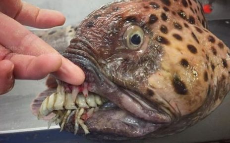 Freaky fish: Russian fisherman shares his collection of creatures dragged  from the depths | CTV News