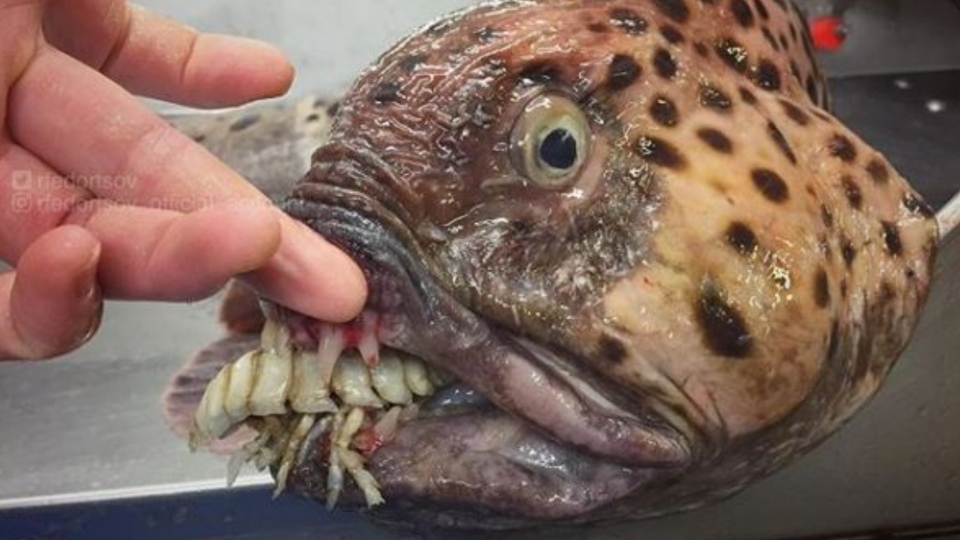 Freaky fish: Russian fisherman shares his collection of creatures dragged  from the depths | CTV News